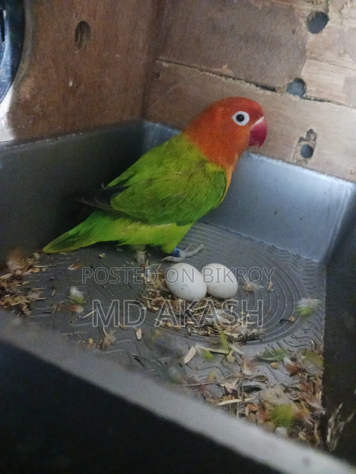Love Bird. Green Opline