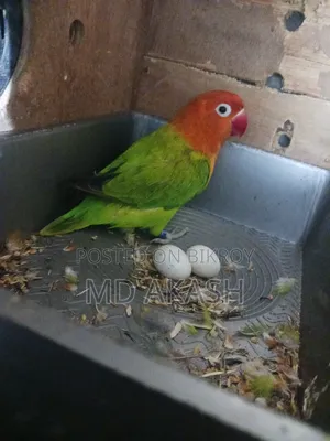 Love Bird. Green Opline