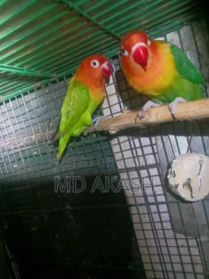 Love Bird. Green Opline