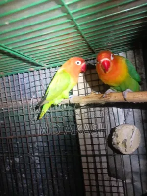Love Bird. Green Opline