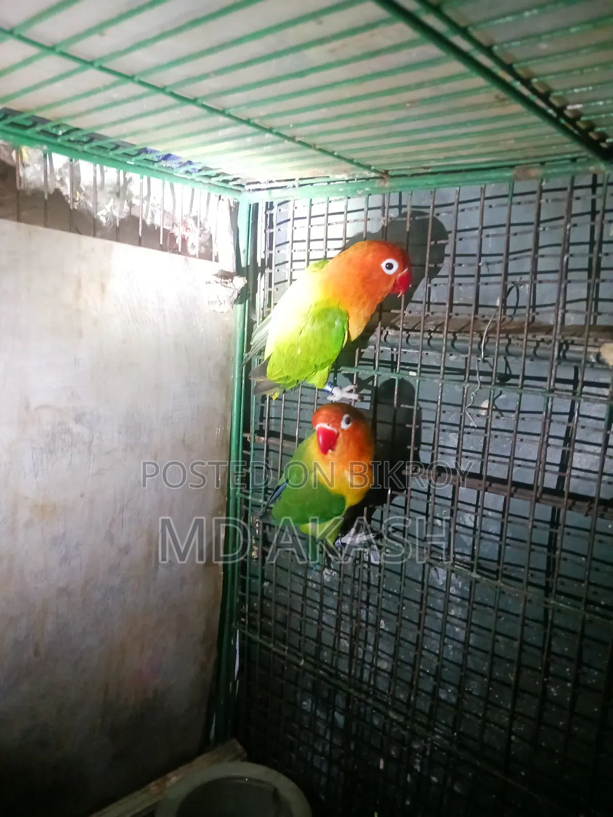 Love Bird. Green Opline