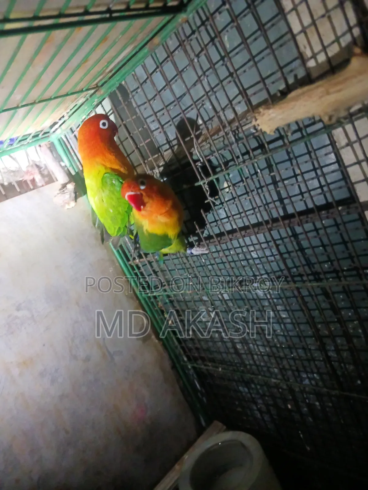 Love Bird. Green Opline