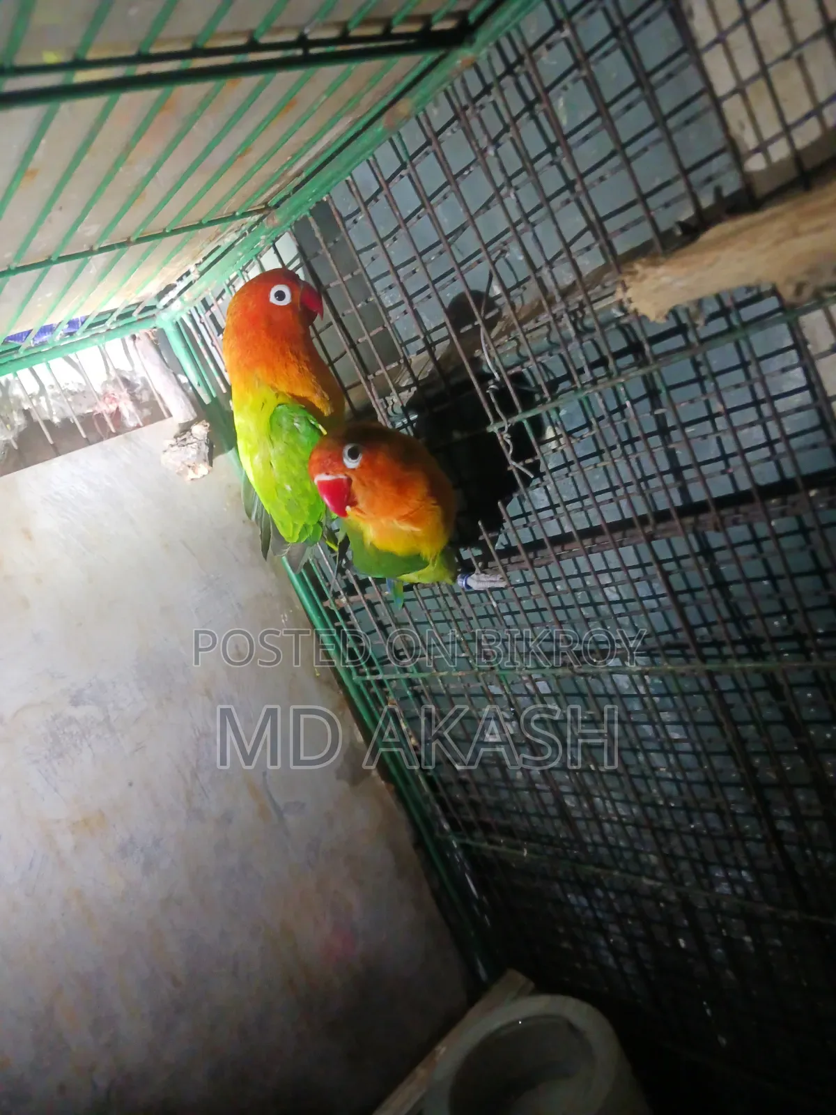 Love Bird. Green Opline