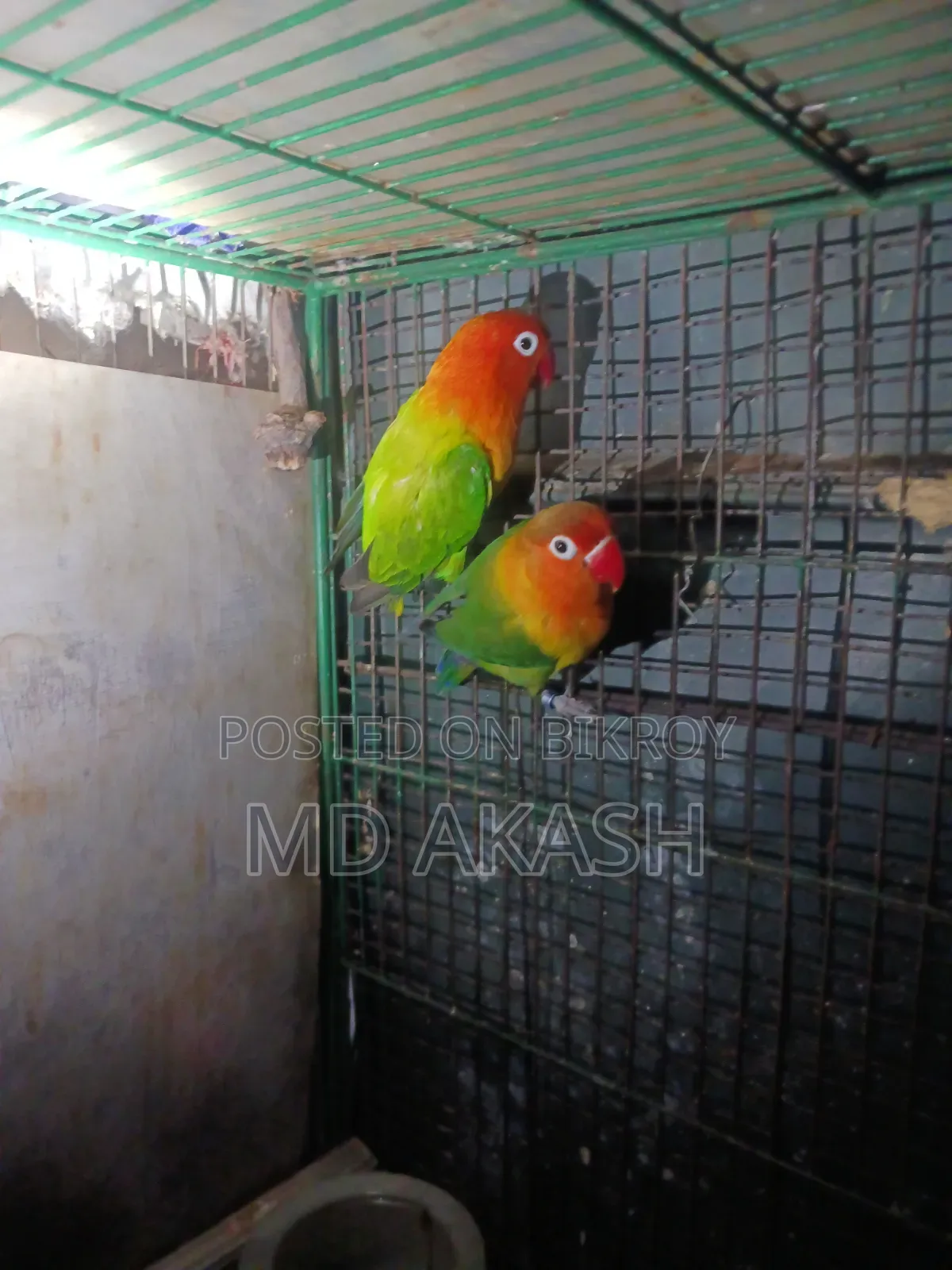 Love Bird. Green Opline