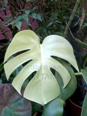 মনস্টেরা ডেলিসিওসা গাছ