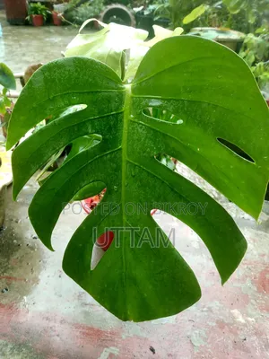 মনস্টেরা ডেলিসিওসা গাছ