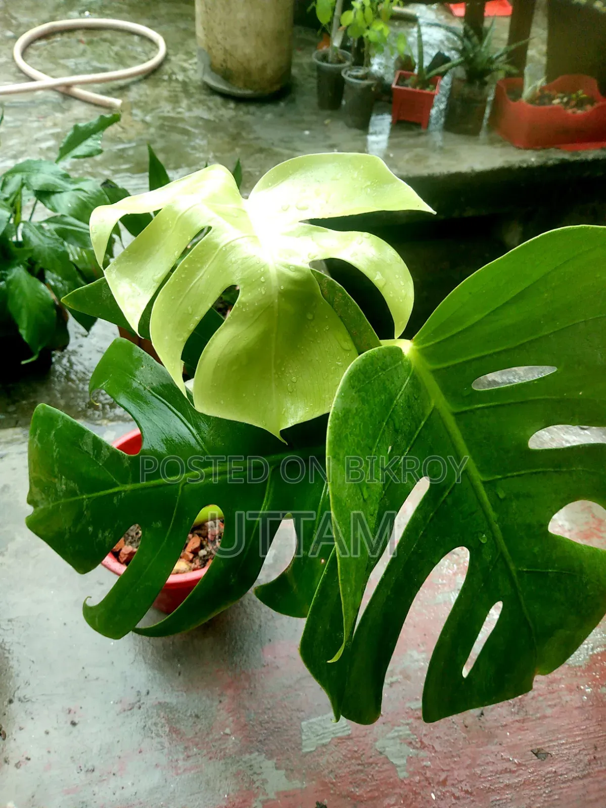 মনস্টেরা ডেলিসিওসা গাছ