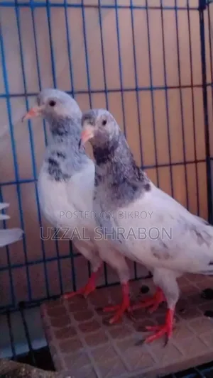 হোয়াইট গোল্ডেন টপ কোয়ালিটি 