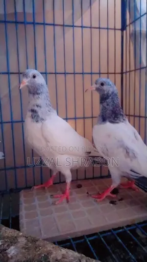 White Golden Top Quality