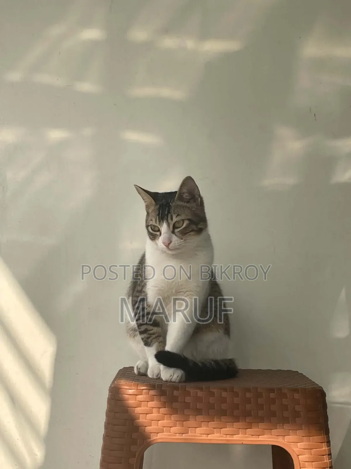 1+ Year Male Mixed Breed Cat