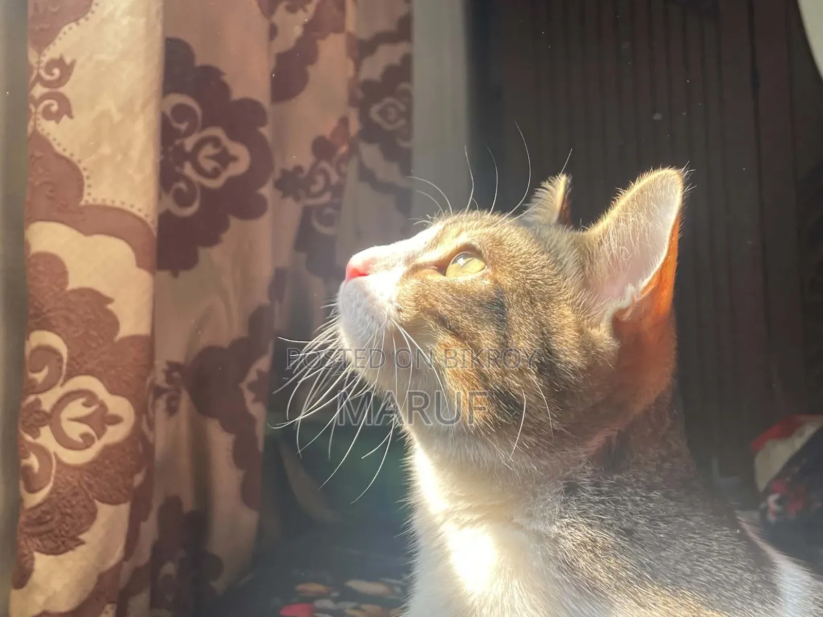 1+ Year Male Mixed Breed Cat