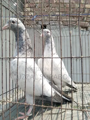 White Golden Top Quality