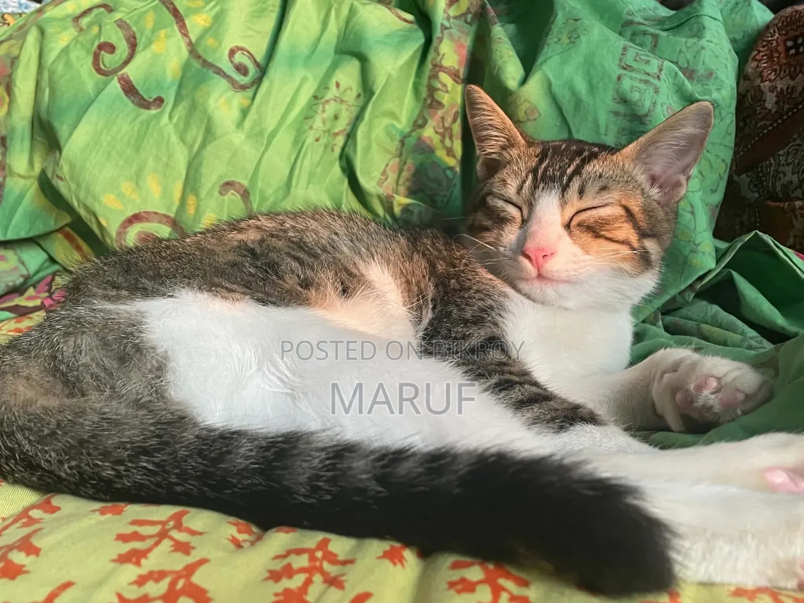 1+ Year Male Mixed Breed Cat