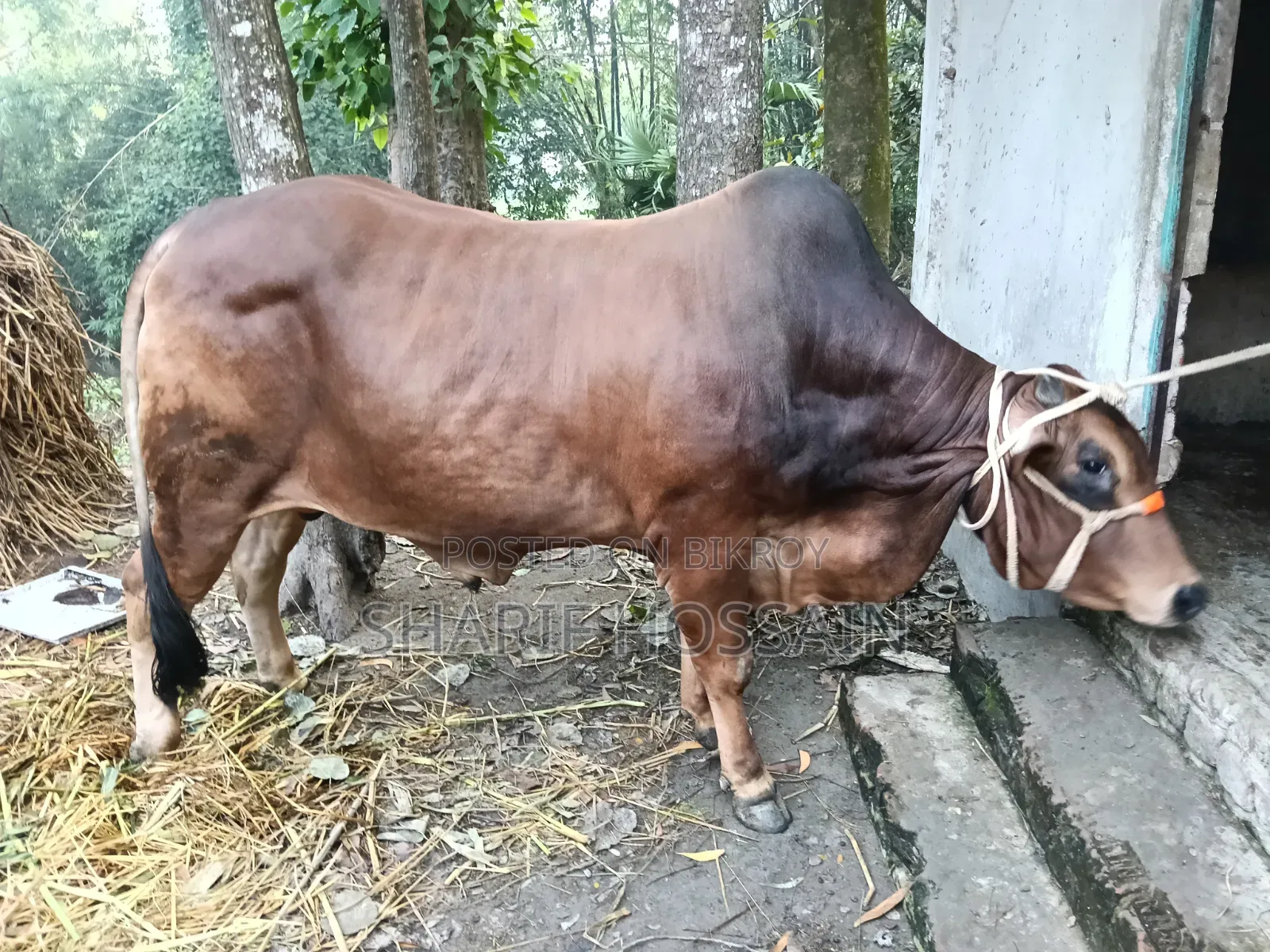 Pure Sahiwal Red Bull for Qurbani for sale.