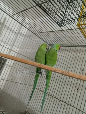 Parrot