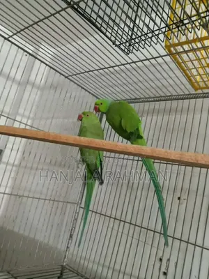 Parrot