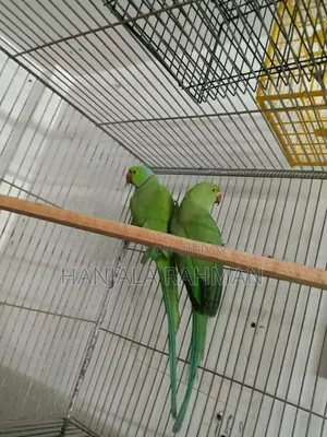 Parrot