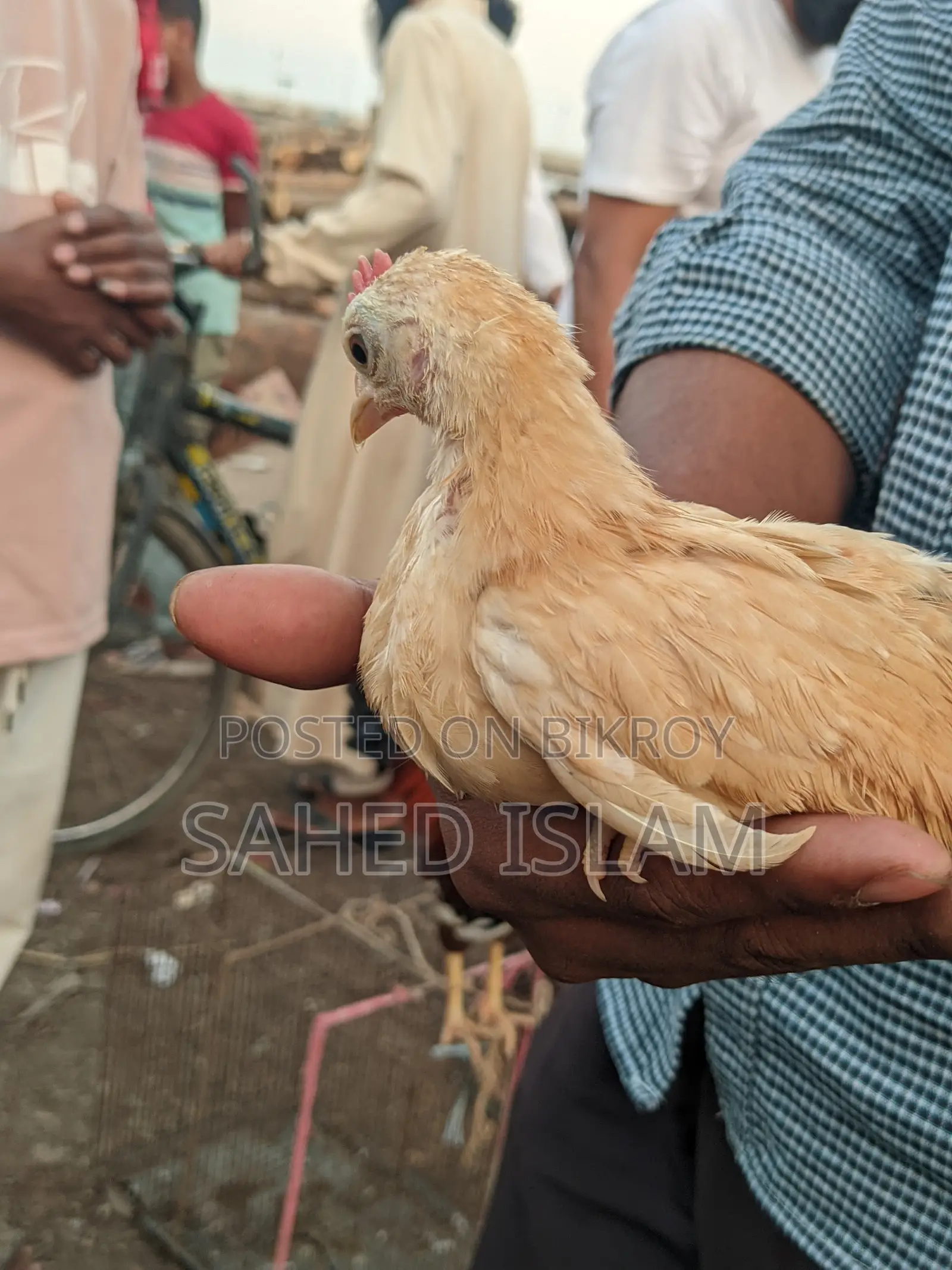 সেরেমা মুরগি , ২টা ছেলে ১মেয়ে