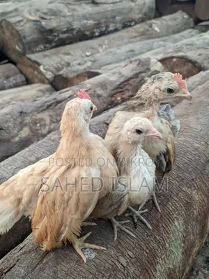 সেরেমা মুরগি , ২টা ছেলে ১মেয়ে