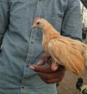সেরেমা মুরগি , ২টা ছেলে ১মেয়ে