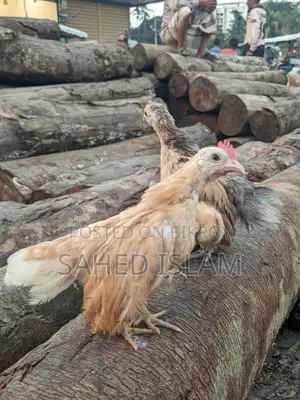 সেরেমা মুরগি , ২টা ছেলে ১মেয়ে