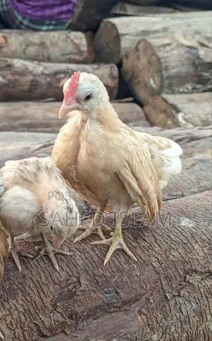 সেরেমা মুরগি , ২টা ছেলে ১মেয়ে