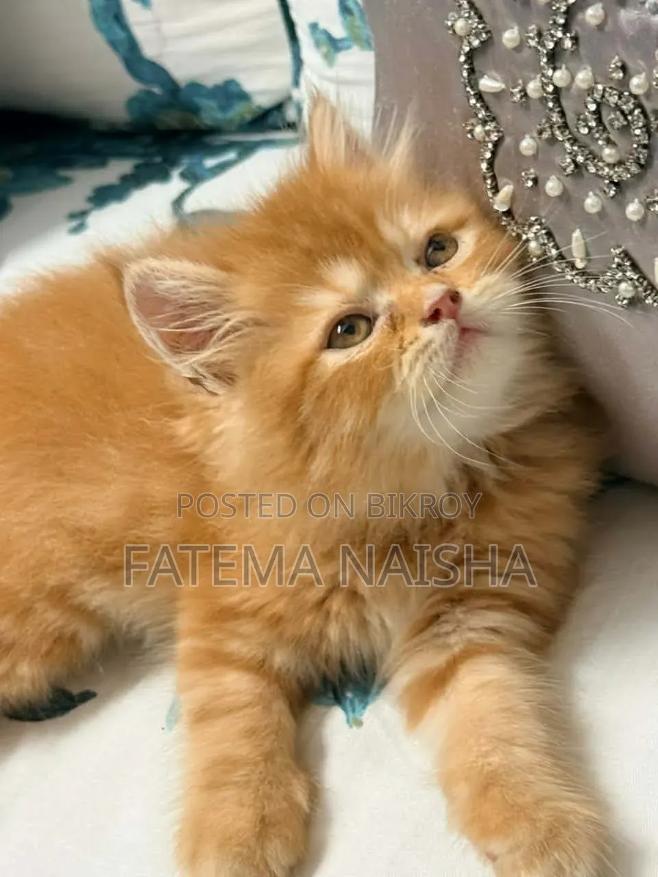 1-3 Months Female Purebred Persian