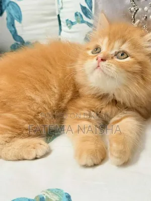 1-3 Months Female Purebred Persian