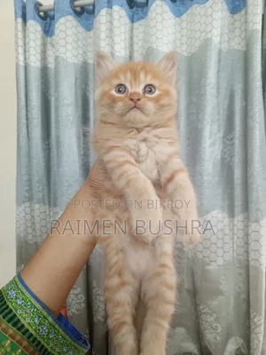 1-3 Months Male Purebred Persian