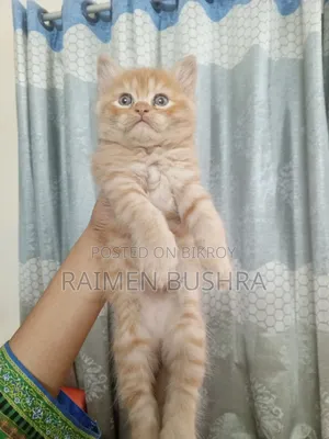 1-3 Months Male Purebred Persian