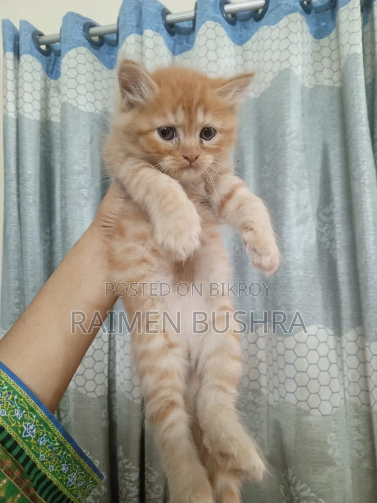 1-3 Months Male Purebred Persian