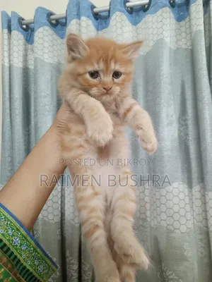 1-3 Months Male Purebred Persian