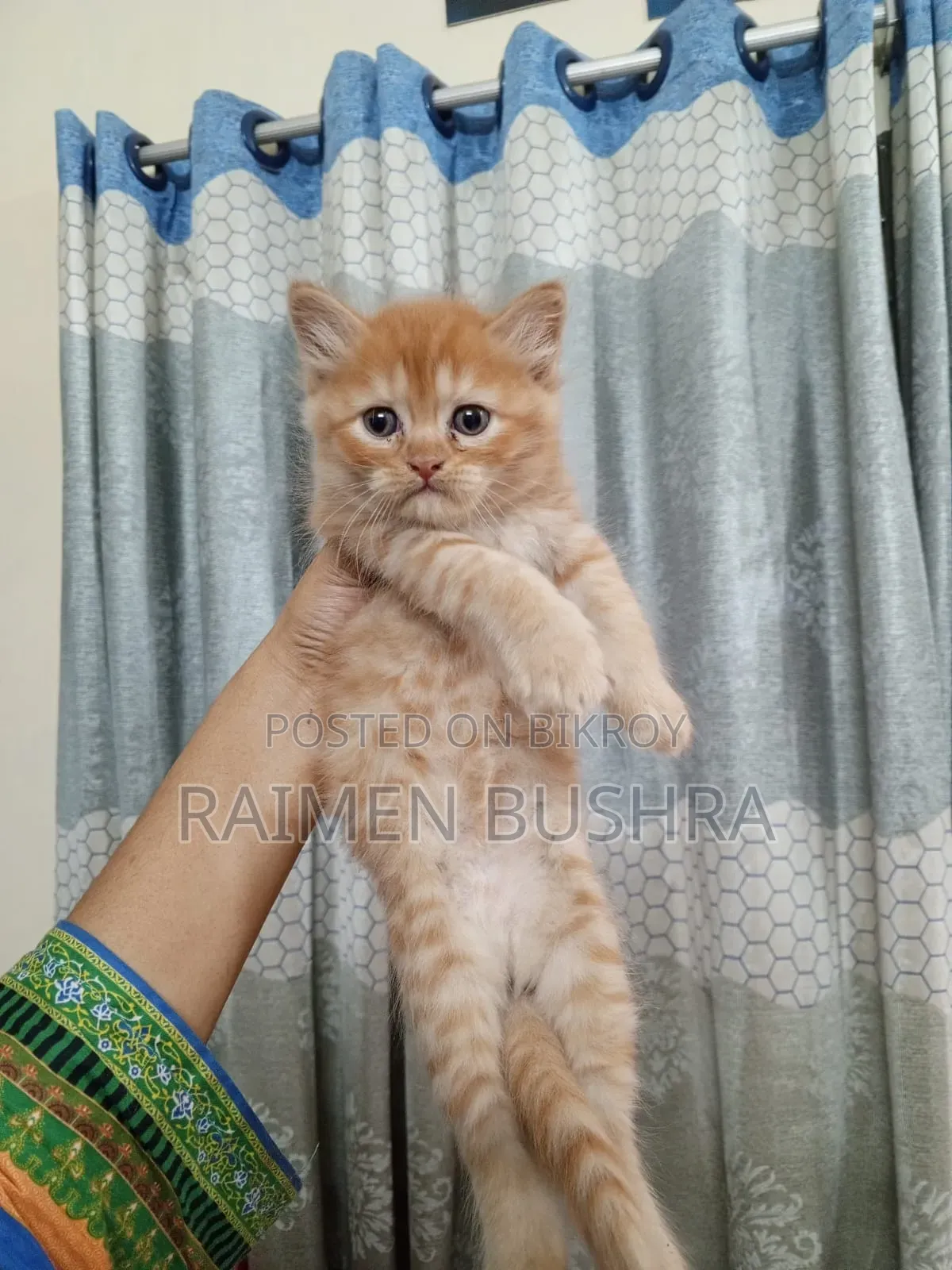1-3 Months Male Purebred Persian