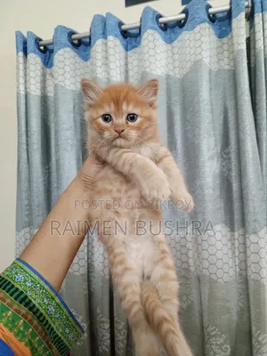 1-3 Months Male Purebred Persian