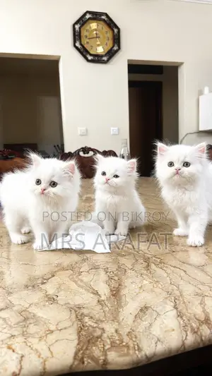 ১-৩ মাসের ফিমেল পিওরব্রেড পার্সিয়ান বিড়াল