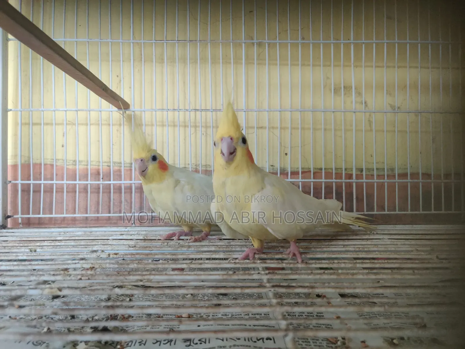 Cockatiel Bird's for Sell