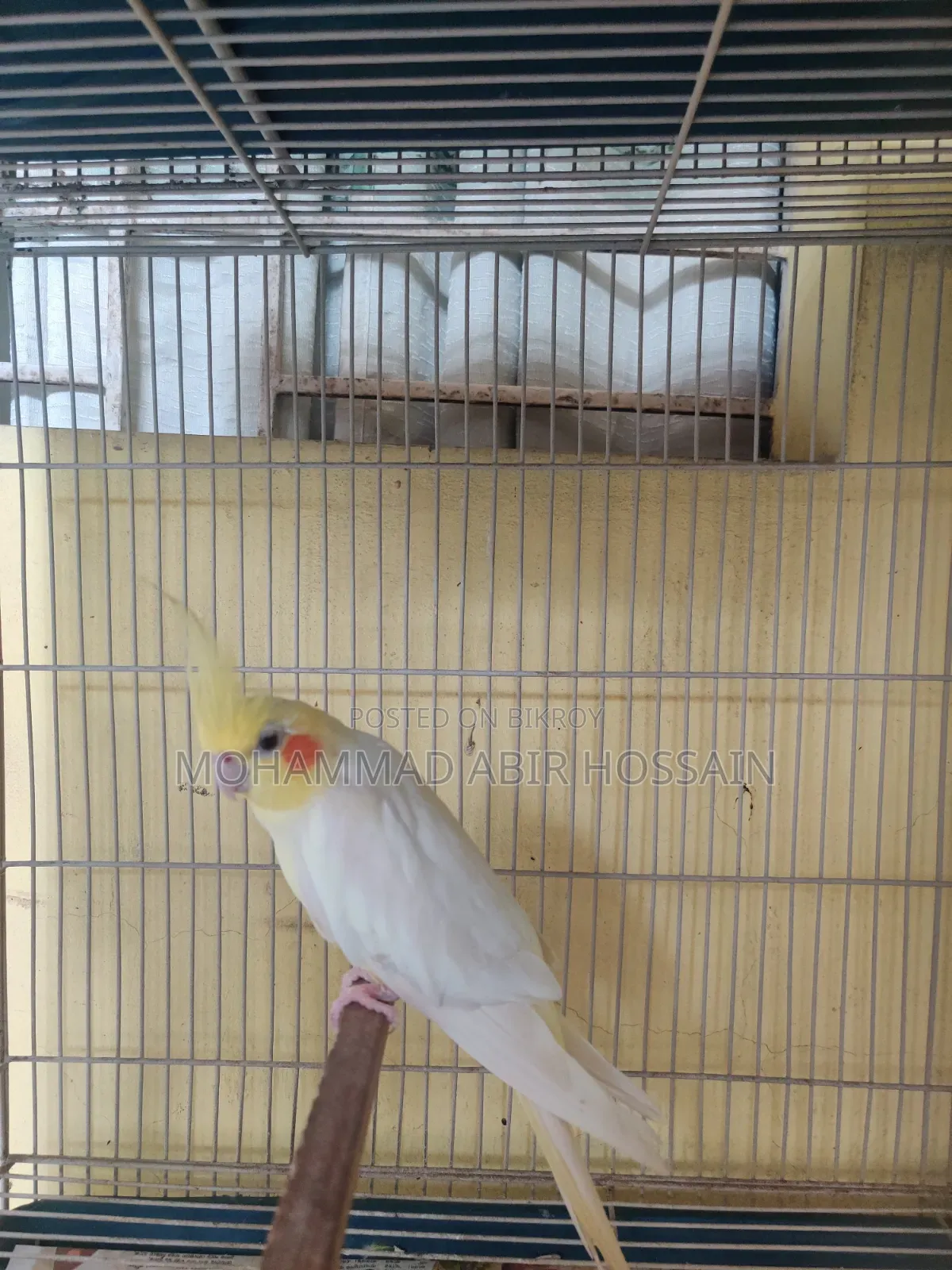 Cockatiel Bird's for Sell
