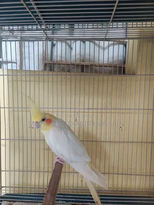 Cockatiel Bird's for Sell