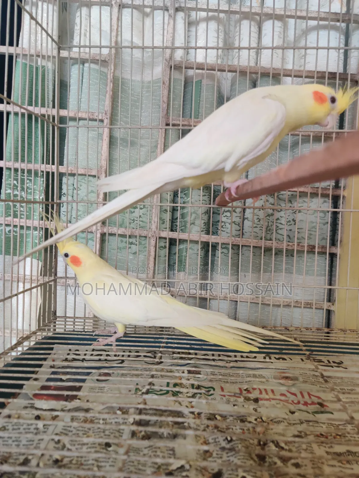 Cockatiel Bird's for Sell