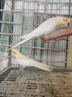Cockatiel Bird's for Sell