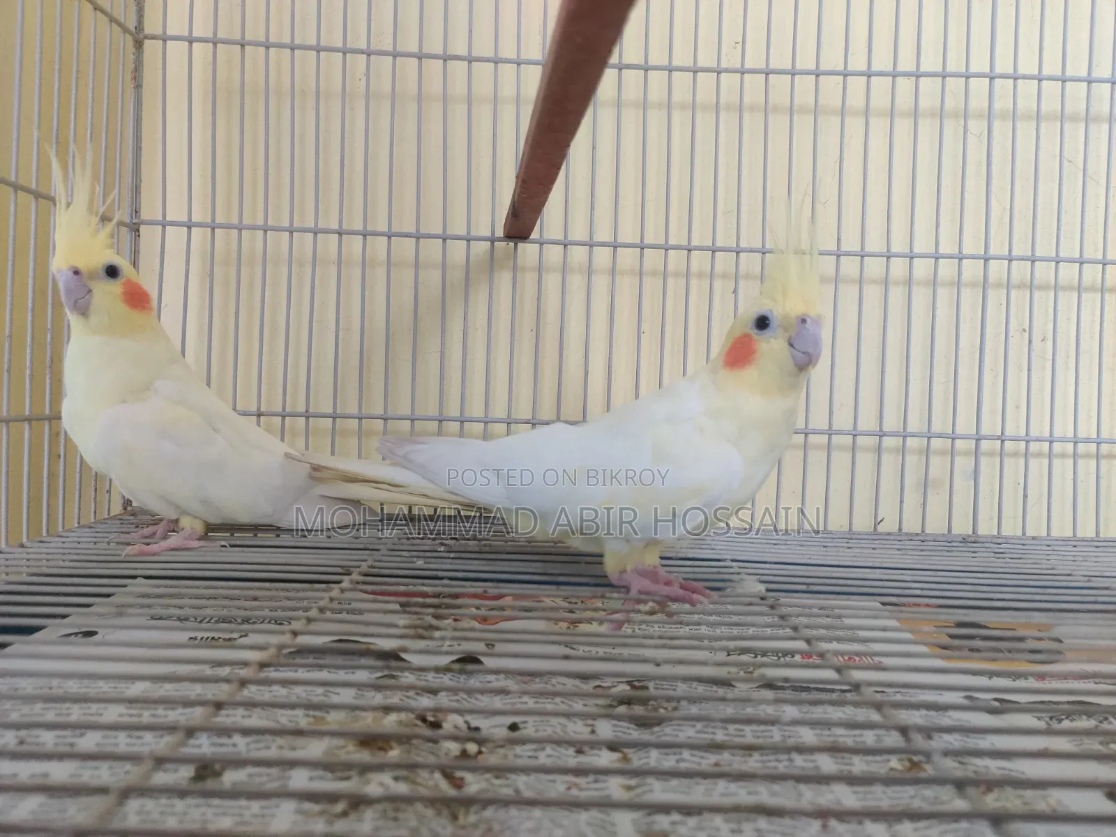 Cockatiel Bird's for Sell