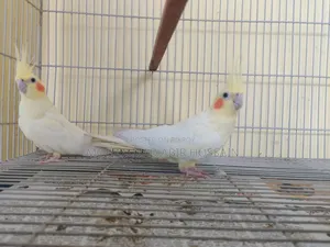 Cockatiel Bird's for Sell