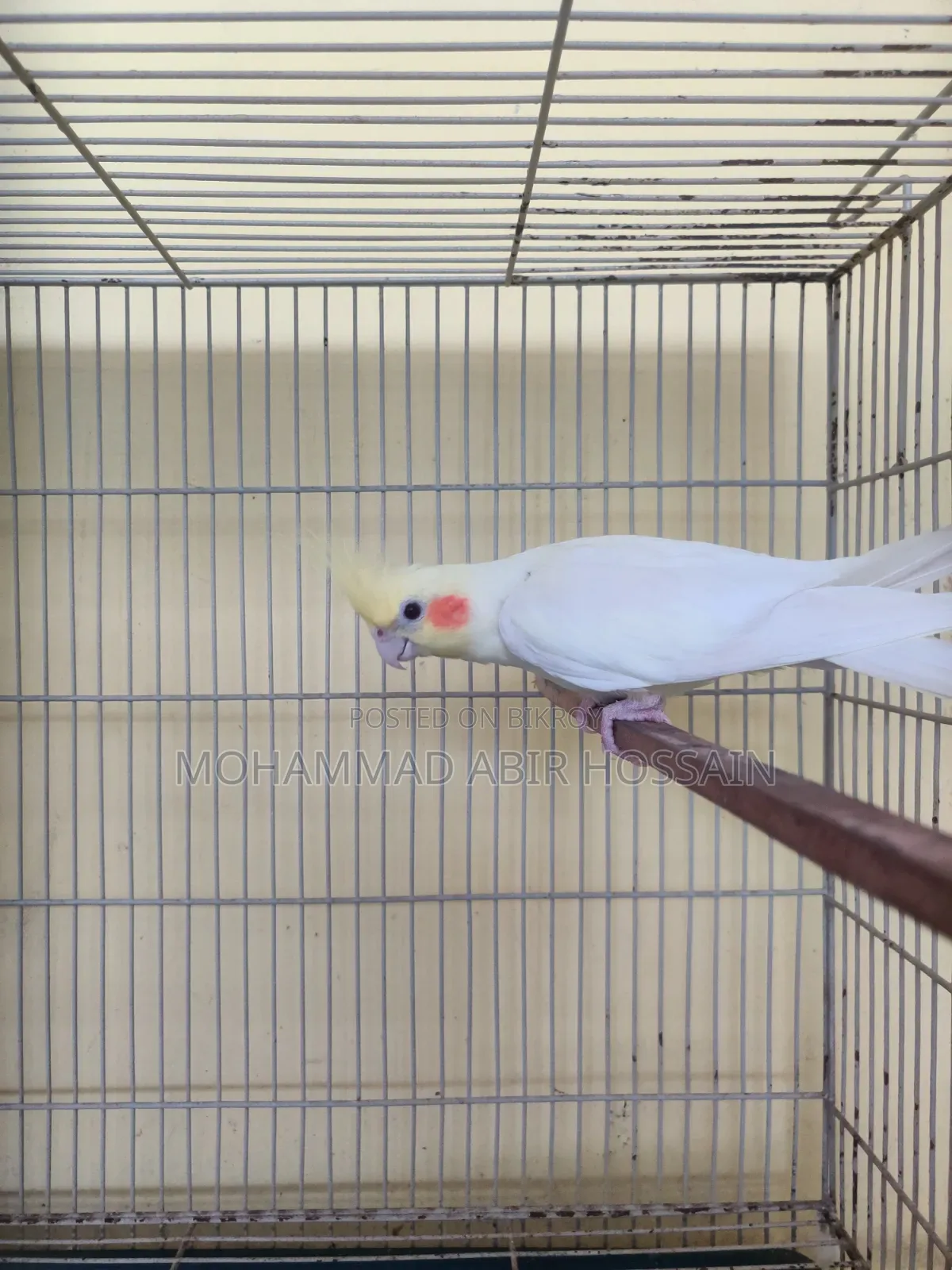 Cockatiel Bird's for Sell
