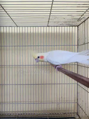 Cockatiel Bird's for Sell