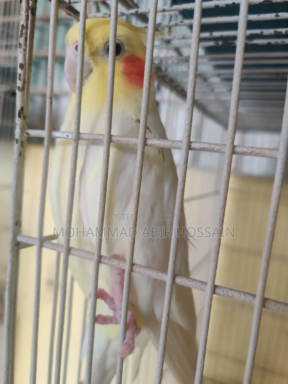Cockatiel Bird's for Sell