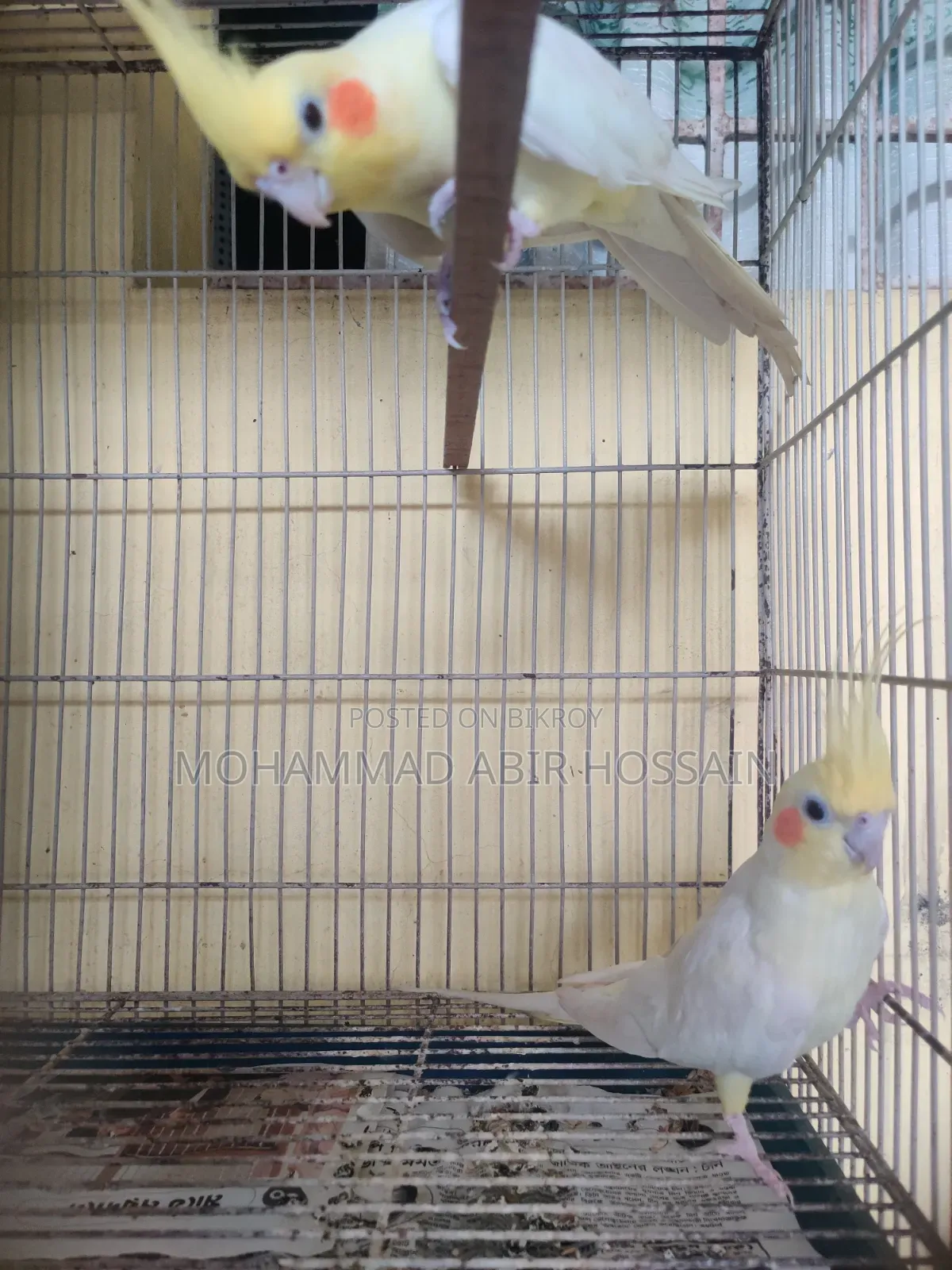 Cockatiel Bird's for Sell