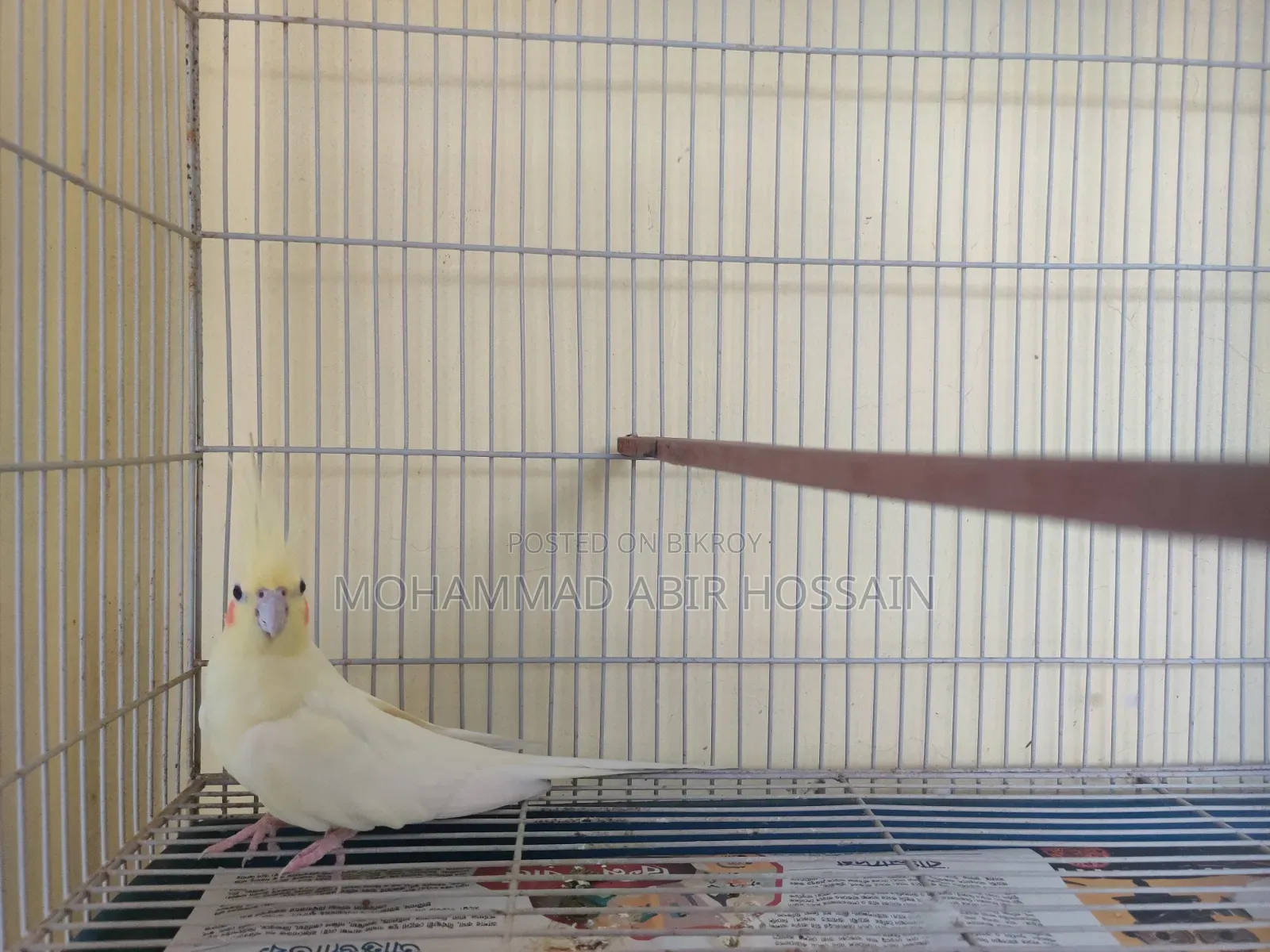 Cockatiel Bird's for Sell