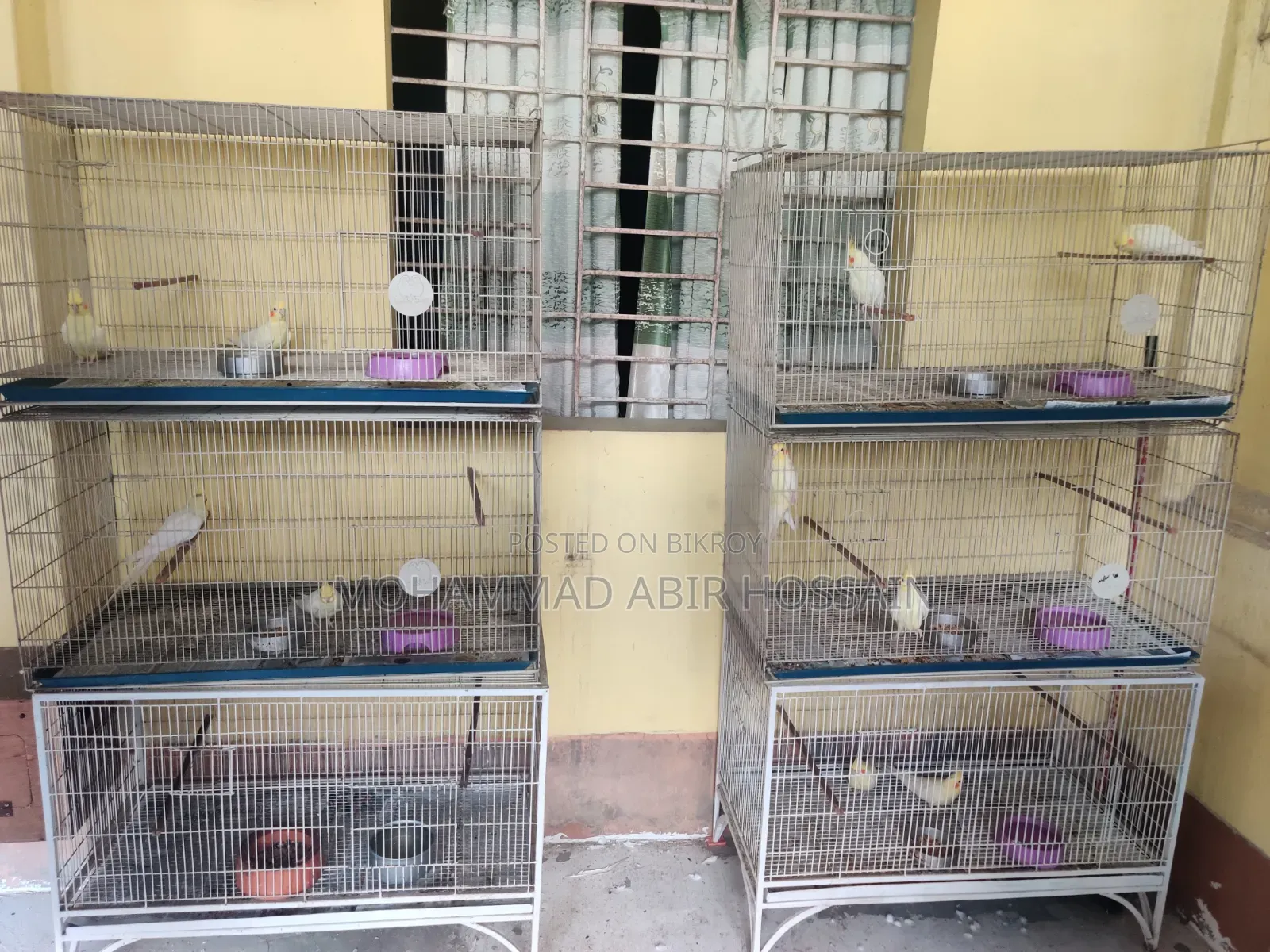 Cockatiel Bird's for Sell