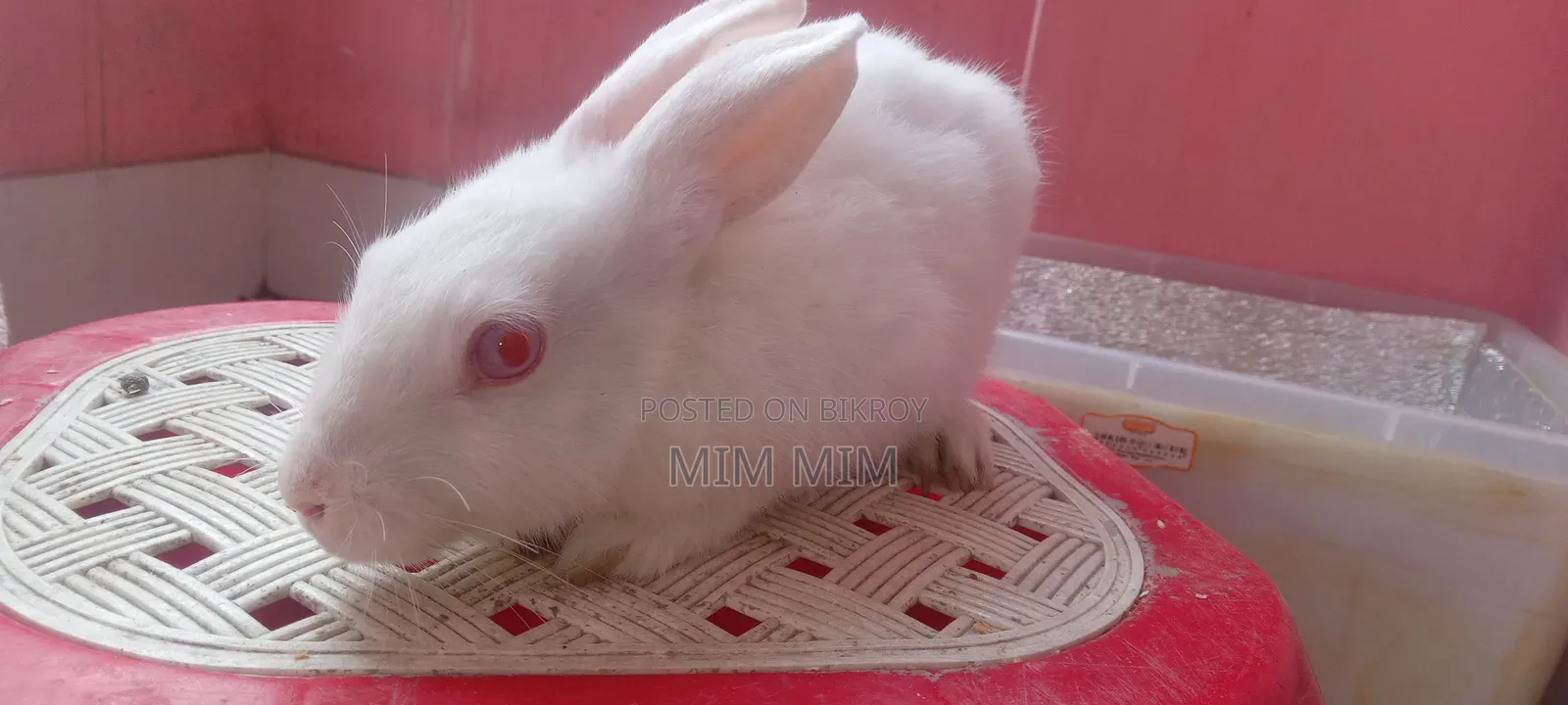 Two white rabbits for sale