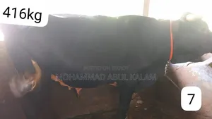 টাটকা এবং অর্গানিক ষাঁড় বিক্রয়ের জন্য